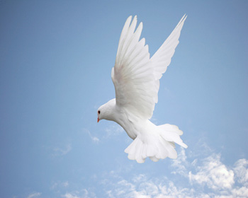 Photo of white Dove on blue sky